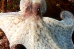 Oktopusse - Genies aus der Tiefsee