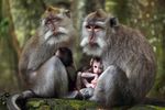 Die Odyssee der Tiere - Die Reise der südamerikanischen Affen