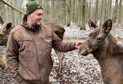 Die Nordreportage: Die Rückkehr der Elche - Wilde Riesen in Norddeutschland