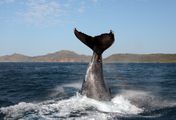 Killer Whales: The Mega Hunt