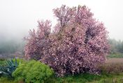 Expedition in die Heimat - Der Mandelblütenpfad