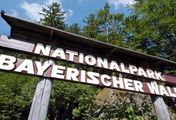 Planet Wissen - Nationalpark Bayerischer Wald - Forschung im Urwald
