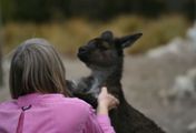 Welt der Tiere - Nette Nachbarn - Der Känguru-Clan