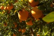 Der Weg der Orange - Logistik einer Superfrucht