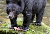 Der Wächter der Geisterbären - Kanadas heimliche Tradition