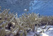 Die Rettung der Korallen