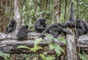 Die Affen von Sulawesi