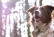 odysso - Was muss man über Hunde wissen?