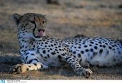 Abenteuer Wildnis - Geheime Jäger der Serengeti