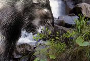 Die Odyssee der Tiere - Die Reise der nordamerikanischen Bären