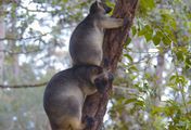 Baumkängurus im australischen Regenwald