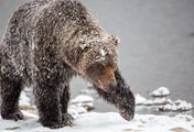 Der Berg der Bären - Yukons Grizzlys