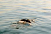 Die letzten ihrer Art - Nordatlantische Glattwale