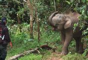 Abenteuer Wildnis - Borneos Zwergelefanten