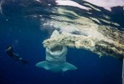 Der größte Weiße Hai? - Expedition Hawaii