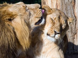 Tansania - Im Königreich der Löwin