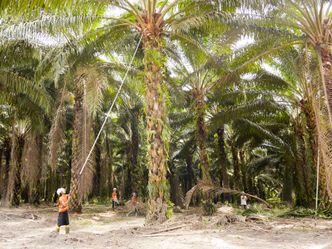 Indonesien - Im Einsatz für Sumatras Urwald