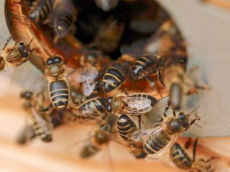 Der Retter der Bienen - Ein Imker auf Sizilien