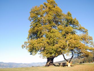 Mythos Baum: Die geheimnisvolle Welt der Bäume - Naturschätze der Steiermark