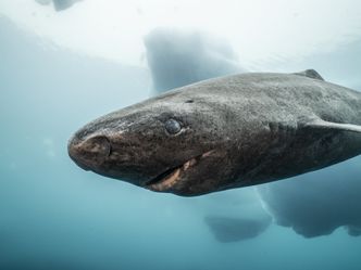Haie eiskalt! Jäger zwischen Nordsee und Grönland