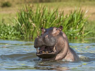 HIPPOS - Afrikas fazinierende Riesen