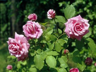 Garten und lecker - Romantischer Rosengarten im Sauerland
