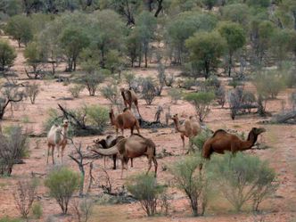 Welt der Tiere - Ansturm aufs Outback - Dromedare in Australien