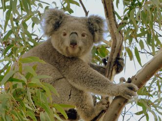 Das geheime Leben der Koalas