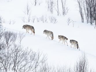 Snowhow - Unglaubliche Wintergeschichten aus dem hohen Norden