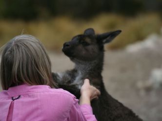 Welt der Tiere - Nette Nachbarn - Der Känguru-Clan