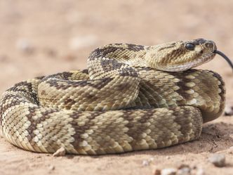 Schlangen: Wild und Bizarr