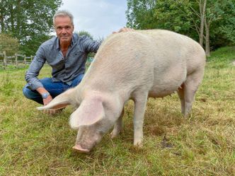 Hannes Jaenicke im Einsatz für das Schwein