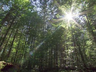 Der Wald als Heiler - Der Biophilia-Effekt