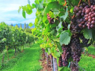 Auf Tour durch die Pfalz - Eine Weinregion neu entdeckt