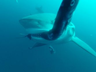 Bullenhaie - In neuen Gewässern