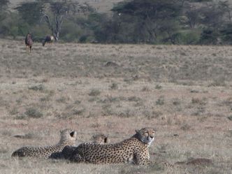 Safari Live: Afrika hautnah
