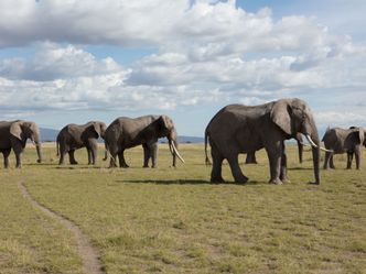Afrikas große Tierwanderungen