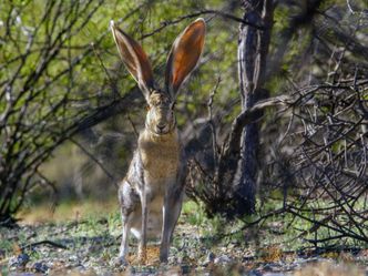 Hasen und Kaninchen - Dickes Fell und flotte Pfoten
