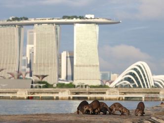 Die Otter von Singapur
