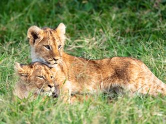 Krieg der Löwen - Tierbeobachtung im Massai-Mara-Schutzgebiet