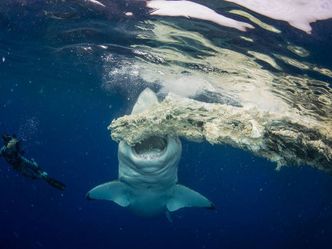 Der größte Weiße Hai? - Expedition Hawaii