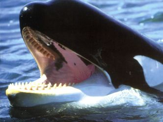 Killerwale - Die perfekten Meeresjäger