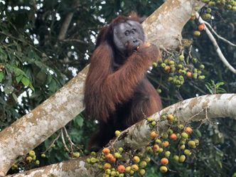Borneos geheime Wildnis
