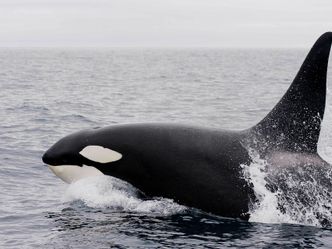 Der tödlichste Wal der Welt