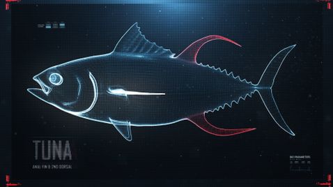 Hai vs. Thunfisch