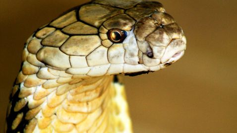 Das tödliche Reich der Schlangen