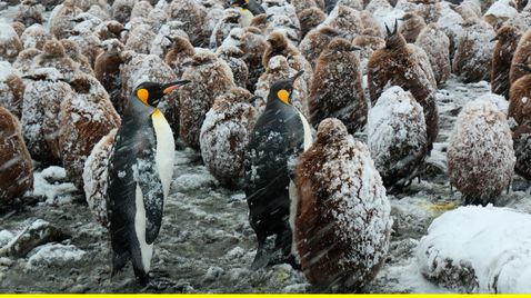 Insel der Pinguine