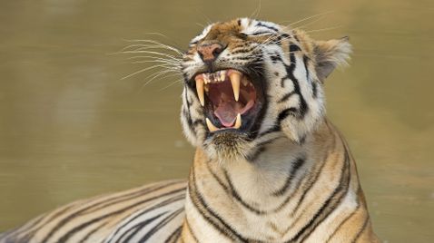 Indien - Im Königreich der Tigerin | TV-Programm Arte