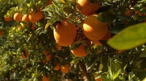 Der Weg der Orange - Logistik einer Superfrucht | 