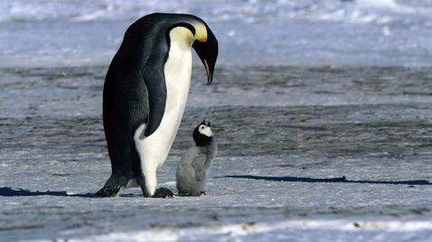 Die Reise der Pinguine auf Kinowelt TV